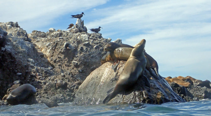 los lobos marinos del P. N. isla Espíritu Santo
