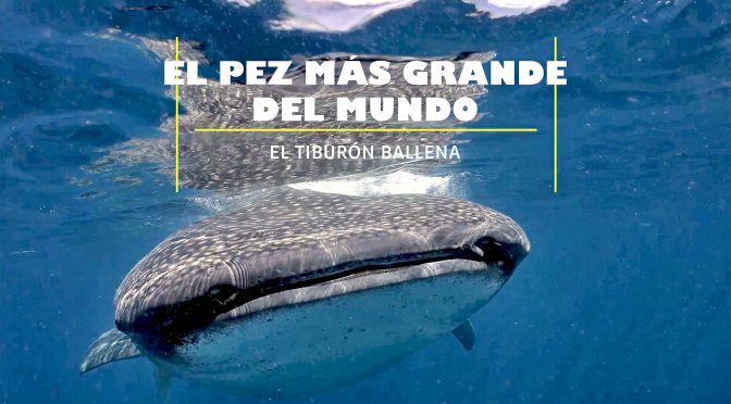 El pez más grande del mundo: el tiburón ballena