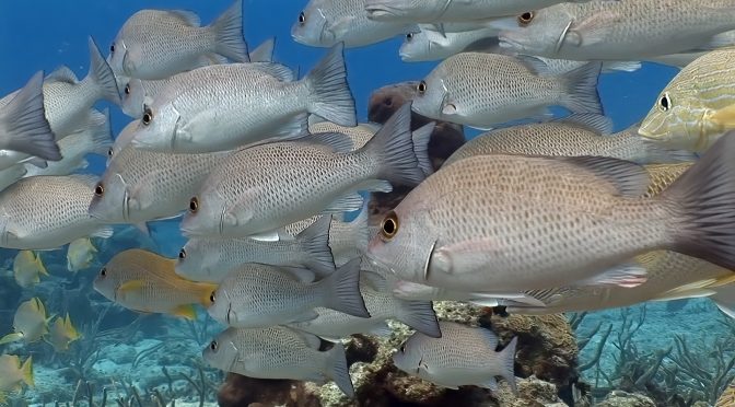 EL ASOMBROSO MUNDO DE LOS ARRECIFES DE CORAL